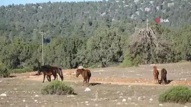 Antik Kentte Yılkı Atları Muhteşem Manzara Yaratıyor