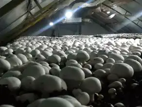 Yıllık 504 Ton Kültür Mantarı Üretimi