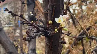 Aralık Ayında Erik Ağacı Çiçek Açtı!