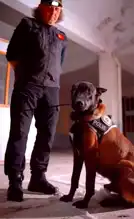 Milon, Üçüncü Kez 'Ayın Köpeği'!