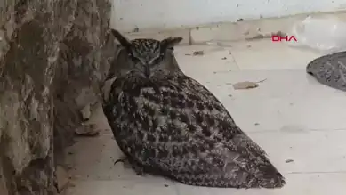 Nesli Tehlikedeki Kuş Kurtarılamadı