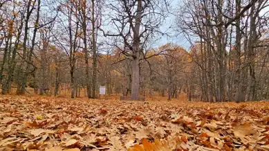Dünyanın Tek Kasnak Meşesi Ormanı, Sonbaharda Renkleniyor