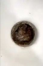 Tuvalette Mahsur Kalan Yavru Kedi Kurtarıldı