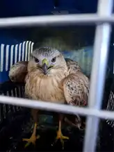 Isparta'da Yaralı Kızıl Şahin Kurtarıldı