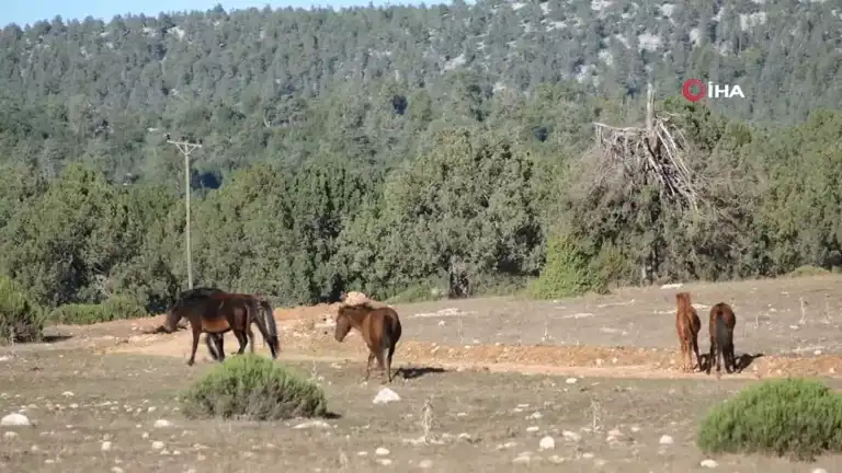 Antik Kentte Yılkı Atları Muhteşem Manzara Yaratıyor