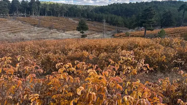 Sonbaharın Renkleri Isparta'da