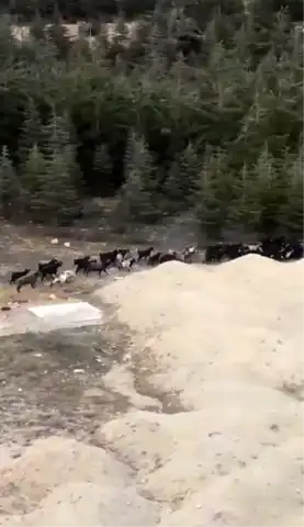 Başıboş Köpek Saldırısı: Bir Keçi Telef Oldu