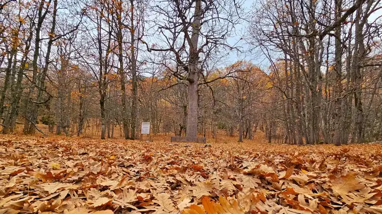 Dünyanın Tek Kasnak Meşesi Ormanı, Sonbaharda Renkleniyor