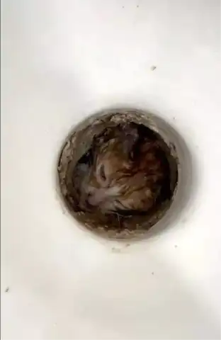 Tuvalette Mahsur Kalan Yavru Kedi Kurtarıldı